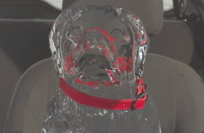 Video shows 'dog' literally melting away in hot car