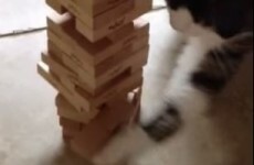 This cat is probably better at Jenga than you are