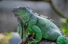 Going to the World Cup? Don't buy an iguana, Brazil warns