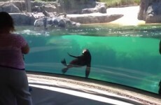 This sea lion is extremely worried about a little girl falling over