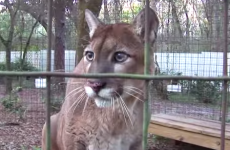 This cougar is definitely saying wow