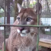 This cougar is definitely saying wow