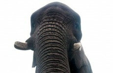 Is this the world's first elephant selfie?