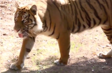 Fota's Tiger Forest hopes to attract thousands with new €6m development