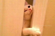 19 pets who just want your unbridled attention