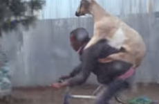 This goat getting a backer on its owner's bike is the greatest thing you'll see today