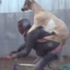 This goat getting a backer on its owner's bike is the greatest thing you'll see today