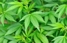 Hundreds of cannabis plants discovered in two adjoining Kerry properties