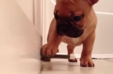This French bulldog puppy playing with a door stop is everything