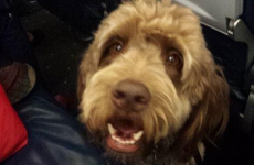 A plane had to make an emergency landing because a dog wouldn't stop pooping