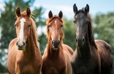 How many horses has your council seized this year?
