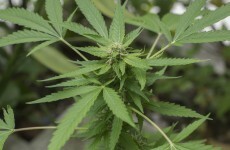 €300,000 worth of cannabis plants seized in Leitrim