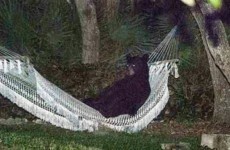 Just a bear in a hammock, chillin' like a villain