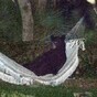 Just a bear in a hammock, chillin' like a villain
