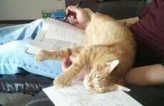 10 pets who just wanted to help you study