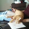 10 pets who just wanted to help you study