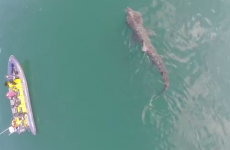 Drone captures amazing footage of shark swimming around Cork harbour