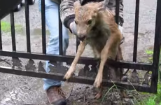 This baby deer being rescued from a fence will break your heart