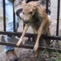 This baby deer being rescued from a fence will break your heart