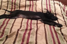 Great Dane puppy can't get out of bed, just like you