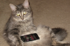 Apple for dopes: 11 things to know about the new iPhone announcements