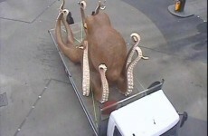 Traffic in London is being blocked by a lorry carrying a giant octopus