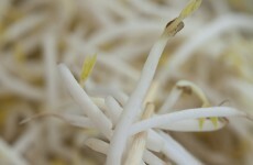 E. coli outbreak traced to German farm as EU ministers to meet to discuss crisis