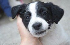 A puppy adoption day is on in Galway this weekend