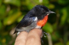 This bird is a brand new species discovered by zoologists at Trinity College