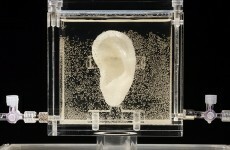 Scientists have grown a replica of Van Gogh's severed ear, and it's alive