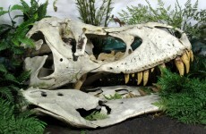 Man sentenced to jail for smuggling dinosaur fossils