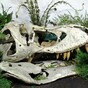 Man sentenced to jail for smuggling dinosaur fossils