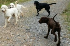 Here's how these furry friends are changing the lives of autistic children in Ireland