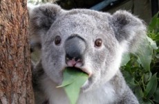 Here's the real reason why koalas hug trees