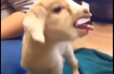 This baby goat is your inspiration for the day