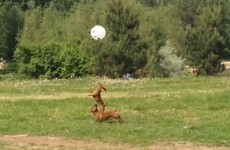 Delighted dogs try to keep balloon from touching the ground