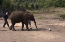 Nelly the elephant packs her trunk and predicts German wins over the USA and Ghana