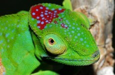 Gallery: 615 new species discovered in Madagascar since 1999