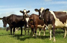 Scientists have figured out how to turn cow poo into drinking water