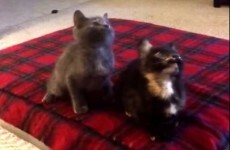 These kittens are suspiciously good at dancing
