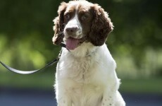 Revenue dog Barney wins Golden Paw Hero Dog Award