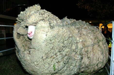 Shrek was carrying 22kg of wool when he was captured in 2004