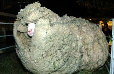 Church service to be held for New Zealand's celebrity sheep Shrek