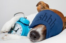 Turns out a good night's sleep after learning something new WILL improve memory
