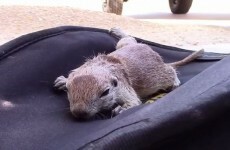 Hero pool guy saves tiny ground squirrel from drowning