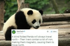 UberFacts tweeted a fake panda 'fact' from David O'Doherty's book