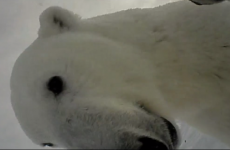 Scientists strapped a camera to a polar bear... now see the footage