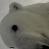Scientists strapped a camera to a polar bear... now see the footage