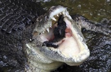 A man was eaten by a crocodile in Australia while boating with his family