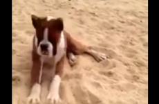 Dogs eats lemon and proceeds to lose his mind